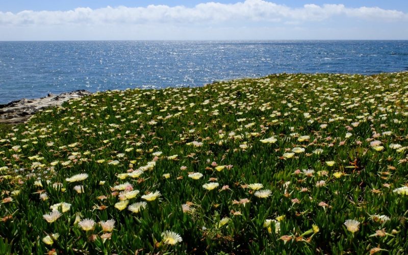 Fiori, Can foreigners buy property in Sicily?, relocating to sicily climate in sicily, weather in sicily, sicily, pollina, Can foreigners buy property in Sicily?, relocating to sicily